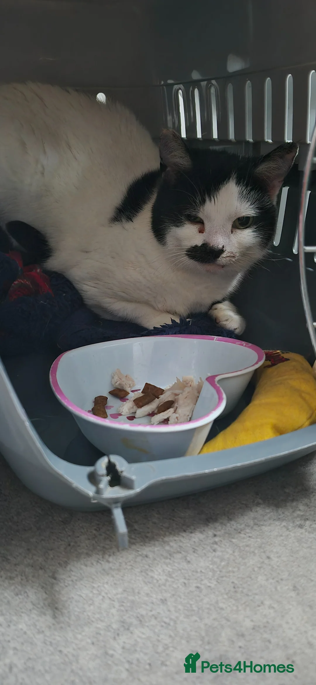 Mixed Breed cats for sale: Perfect Barn cat duo - Advert 1