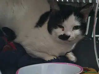 Mixed Breed cats Perfect Barn cat duo - Advert 2