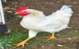 Chickens poultry for sale: Two Roosters for sale ! £20 for 2! Only two left! - Advert 1