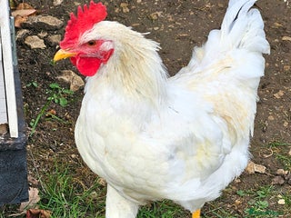 Chickens poultry for sale: Two Roosters for sale ! £20 for 2! Only two left! - Advert 1