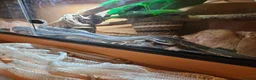 Rat Snake reptiles for sale: Female and male Vietnamese blue beauty rat snakes in Abertillery - Advert 5