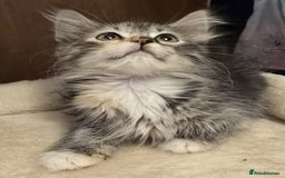 Siberian cats for sale: Tested purebreed hypoallergenic Siberian kittensns - Image 25