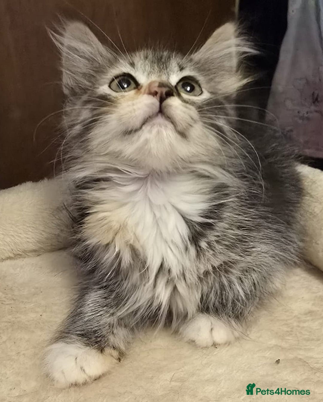 Siberian cats for sale: Tested purebreed hypoallergenic Siberian kittensns - Image 25