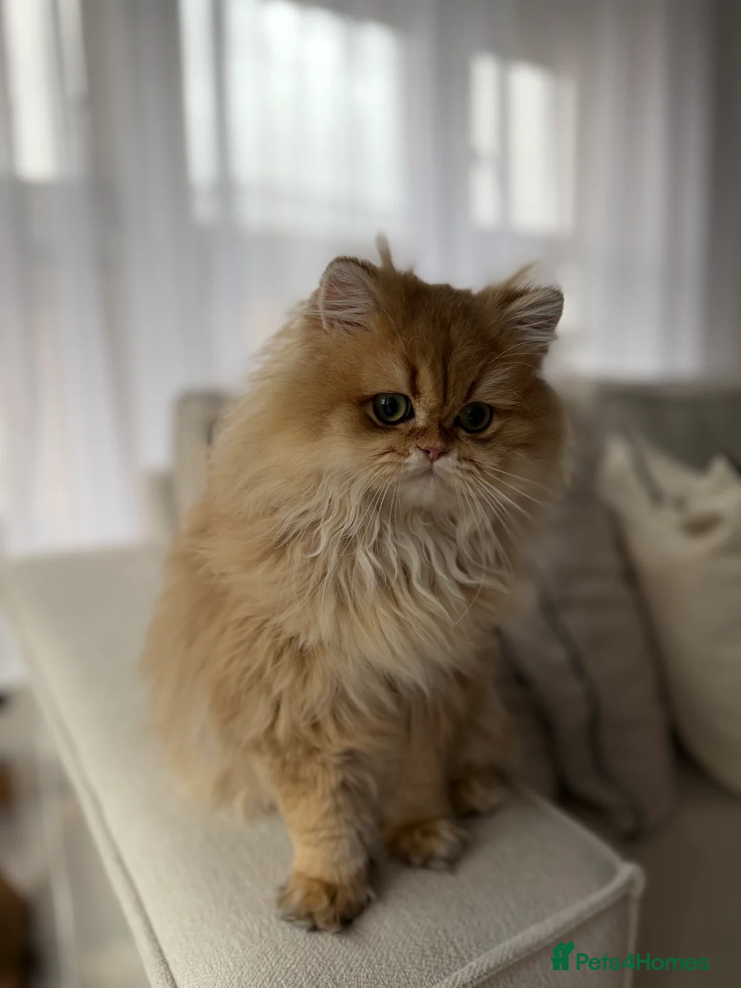 British Longhair cats for sale: Sold Amazing British Longhair Golden kitten - Advert 4