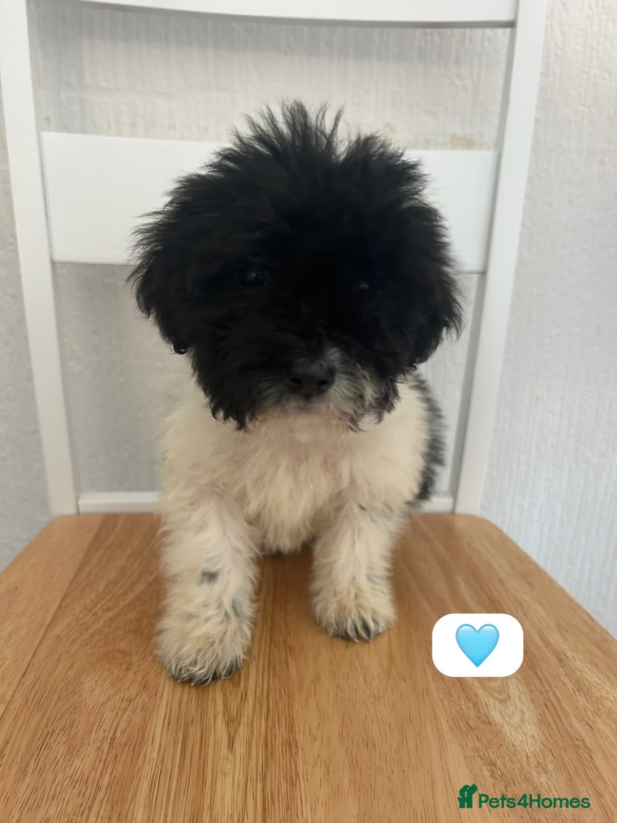 Mixed Breed dogs Stunning mixed litter of puppies  - Advert 11