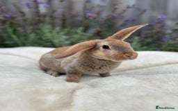 Mini Lop rabbits for sale: Ready now 🐰 mini Rex x mini plush lop babies!  - Image 7