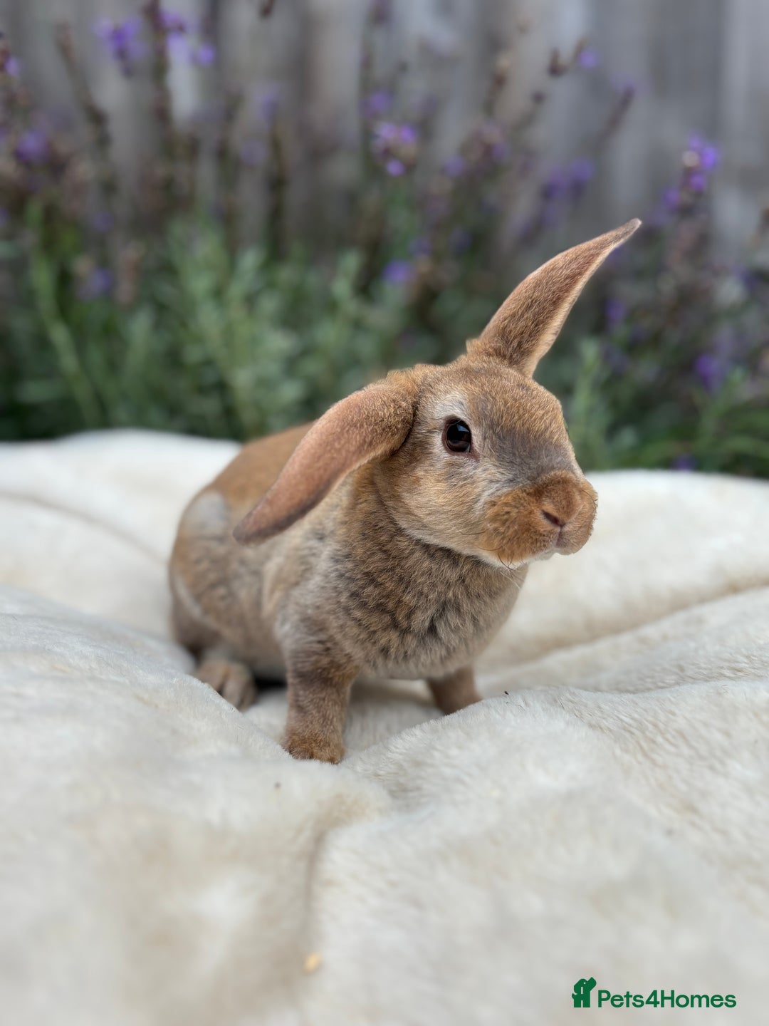 Mini Lop rabbits for sale: Ready now 🐰 mini Rex x mini plush lop babies!  - Image 7