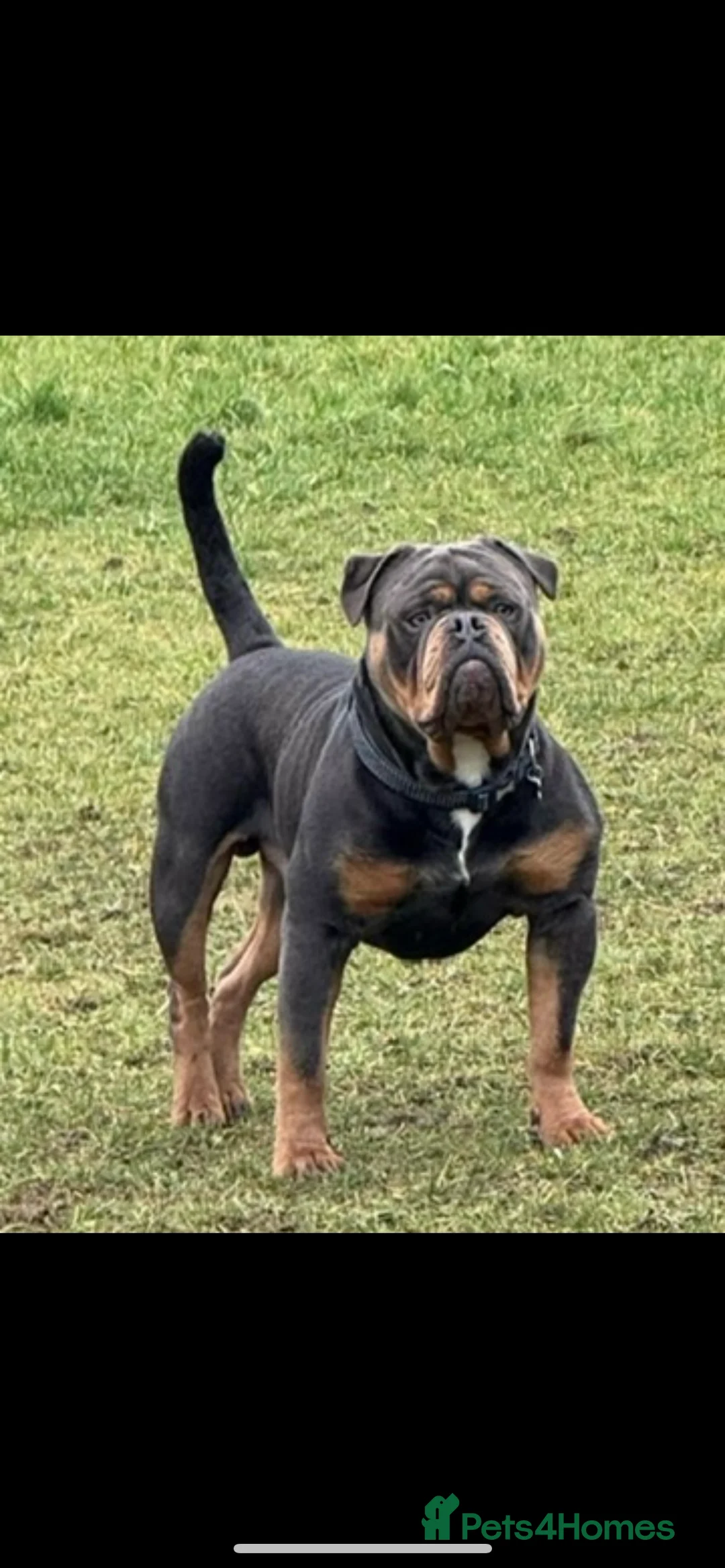 Olde English Bulldogge dogs for stud: Olde English bulldog stud  - Advert 5