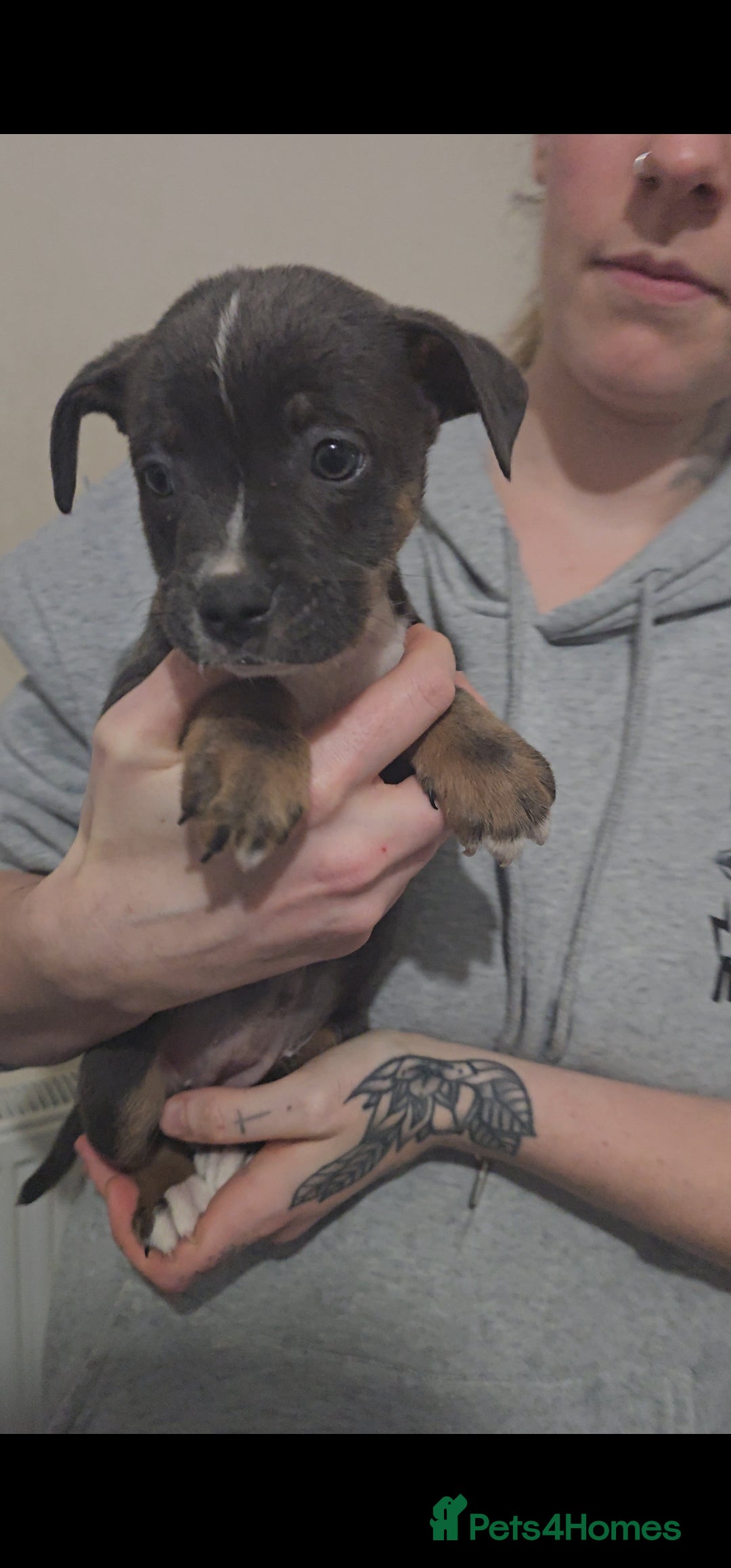 Mixed Breed dogs Staffy x old english bulldog  - Advert 5