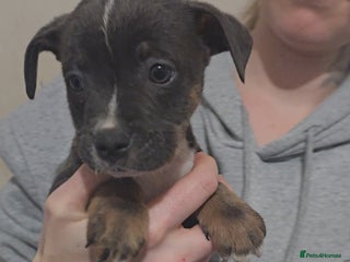 Mixed Breed dogs Staffy x old english bulldog - Advert 5