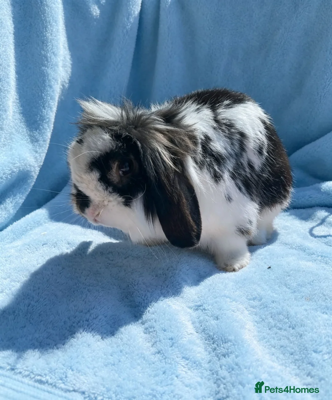Mini Lion Lop rabbits for sale: Breeding pair of mini lion lops plus babies - Advert 24