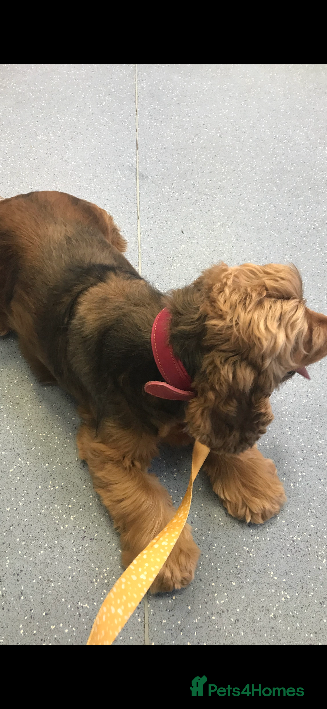 Cockapoo dogs for sale: Cockapoos - Advert 7