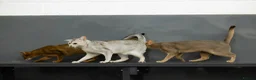 Abyssinian cats for sale: Terrific Toulouse - Advert 7