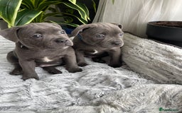 Staffordshire Bull Terrier dogs for sale: 🔷 Pharaon Champion Line Pups 🔷 in Wolverhampton - Image 29