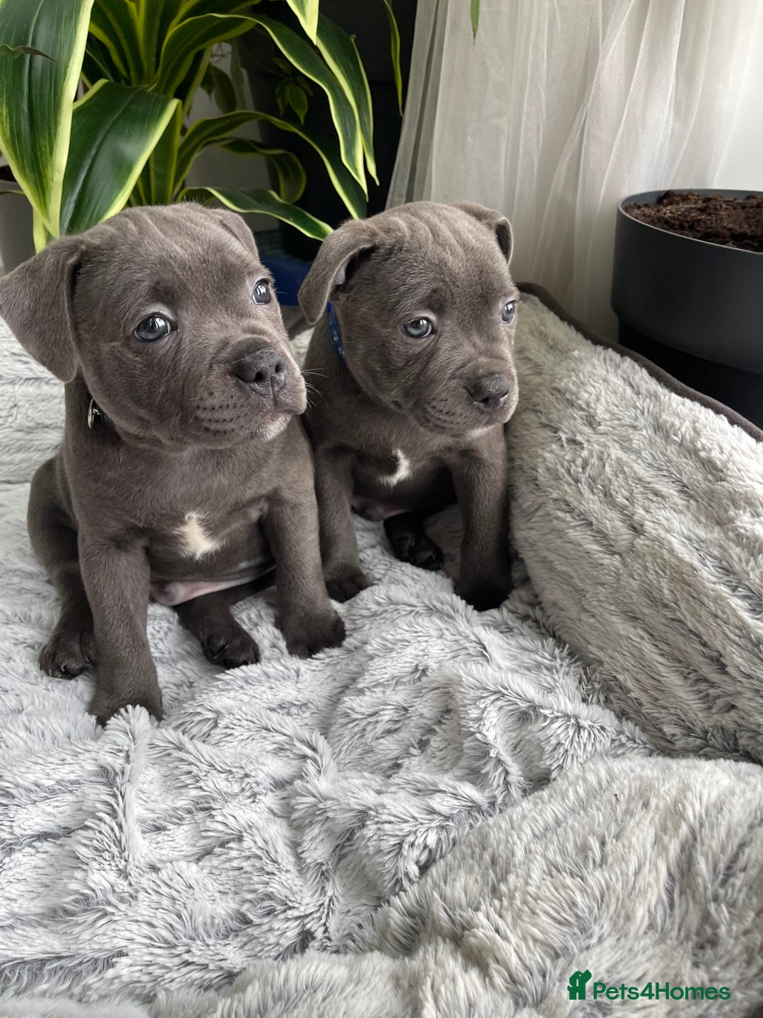 Staffordshire Bull Terrier dogs for sale: 🔷 Pharaon Champion Line Pups 🔷 in Wolverhampton - Image 29