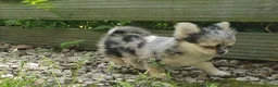Chihuahua dogs for sale: Tiny tiny chihuahua girls  for sale  - Advert 17