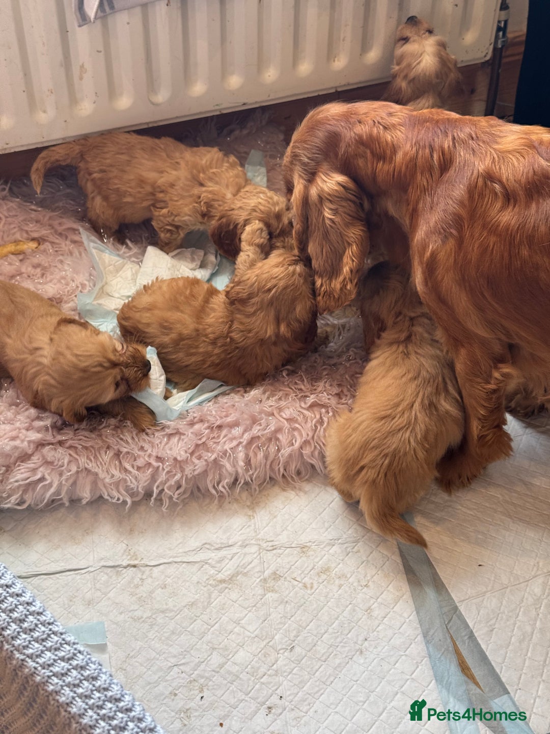 Cockapoo dogs for sale: MINIATURE COCKAPOO PUPPIES RUBYS & GOLDEN  - Image 6