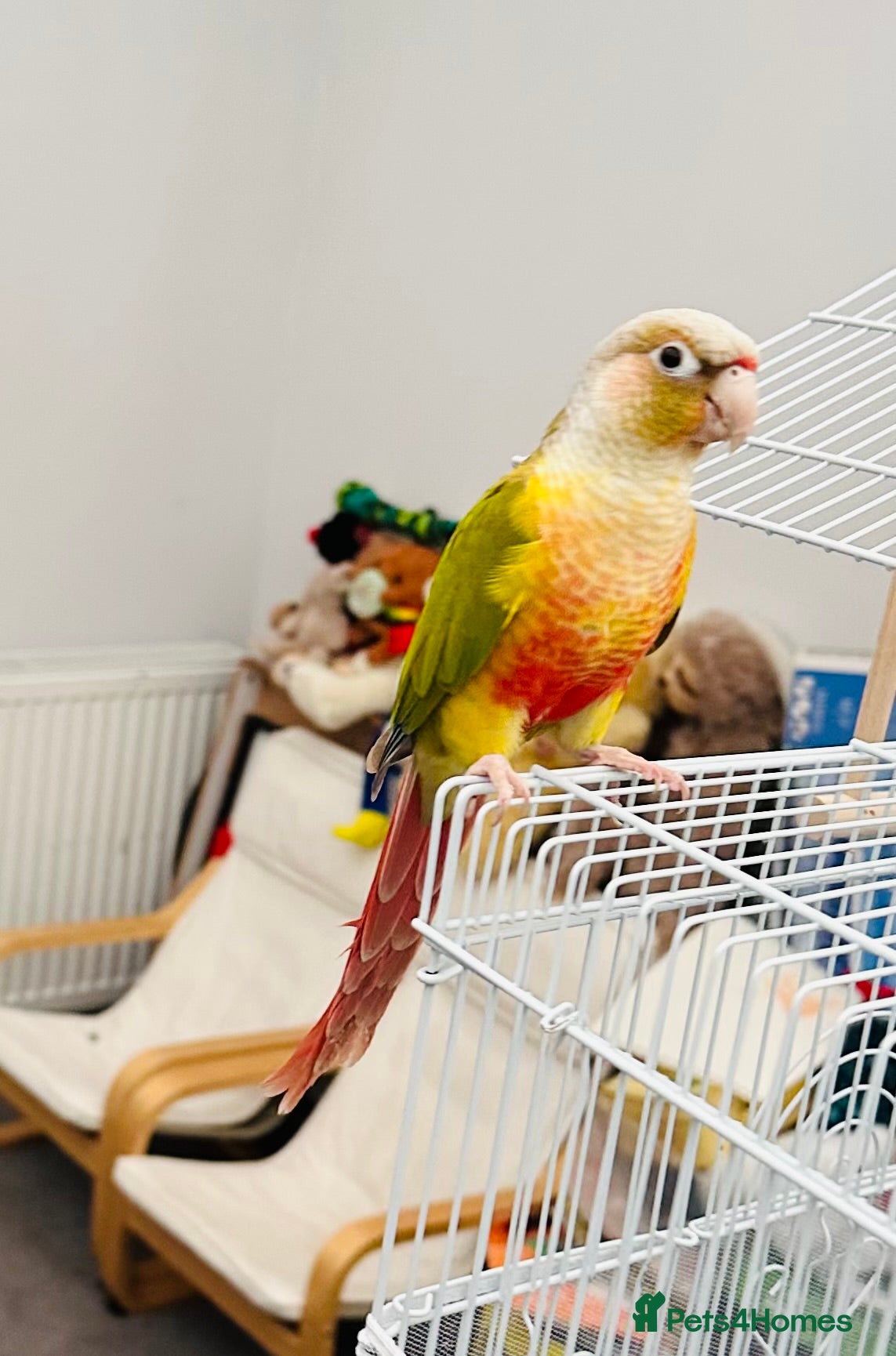 Conures birds Pineapple DNA sexed male Conures - Advert 9