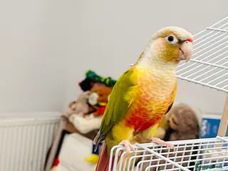 Conures birds Pineapple DNA sexed male Conures - Advert 9