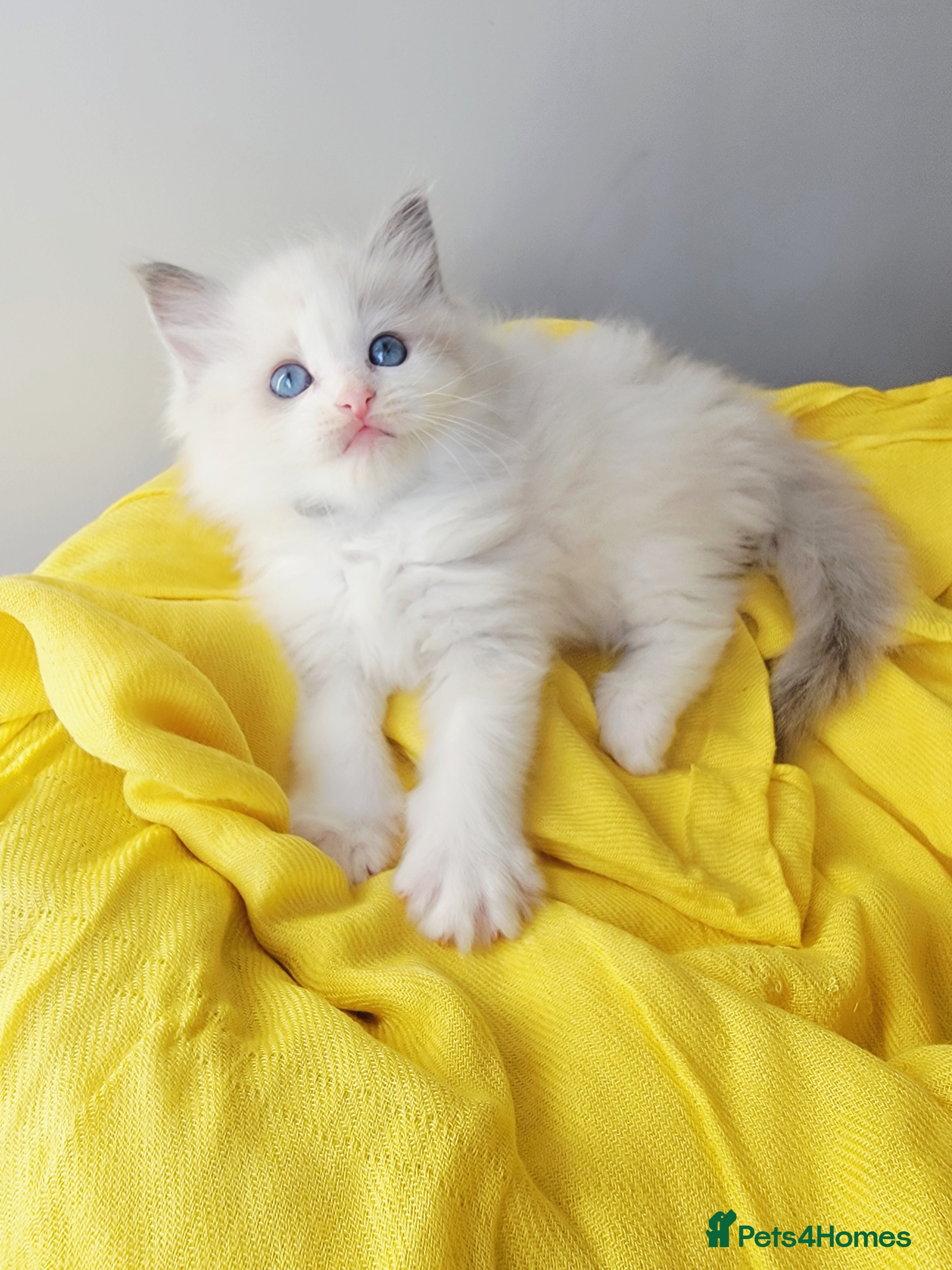 Ragdoll cats 😸Fully GCCF Certified Pedigree Ragdoll kittens💕 - Advert 2