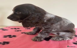 Cocker Spaniel dogs for sale:  show type spaniel puppies health tested parents  - Image 3