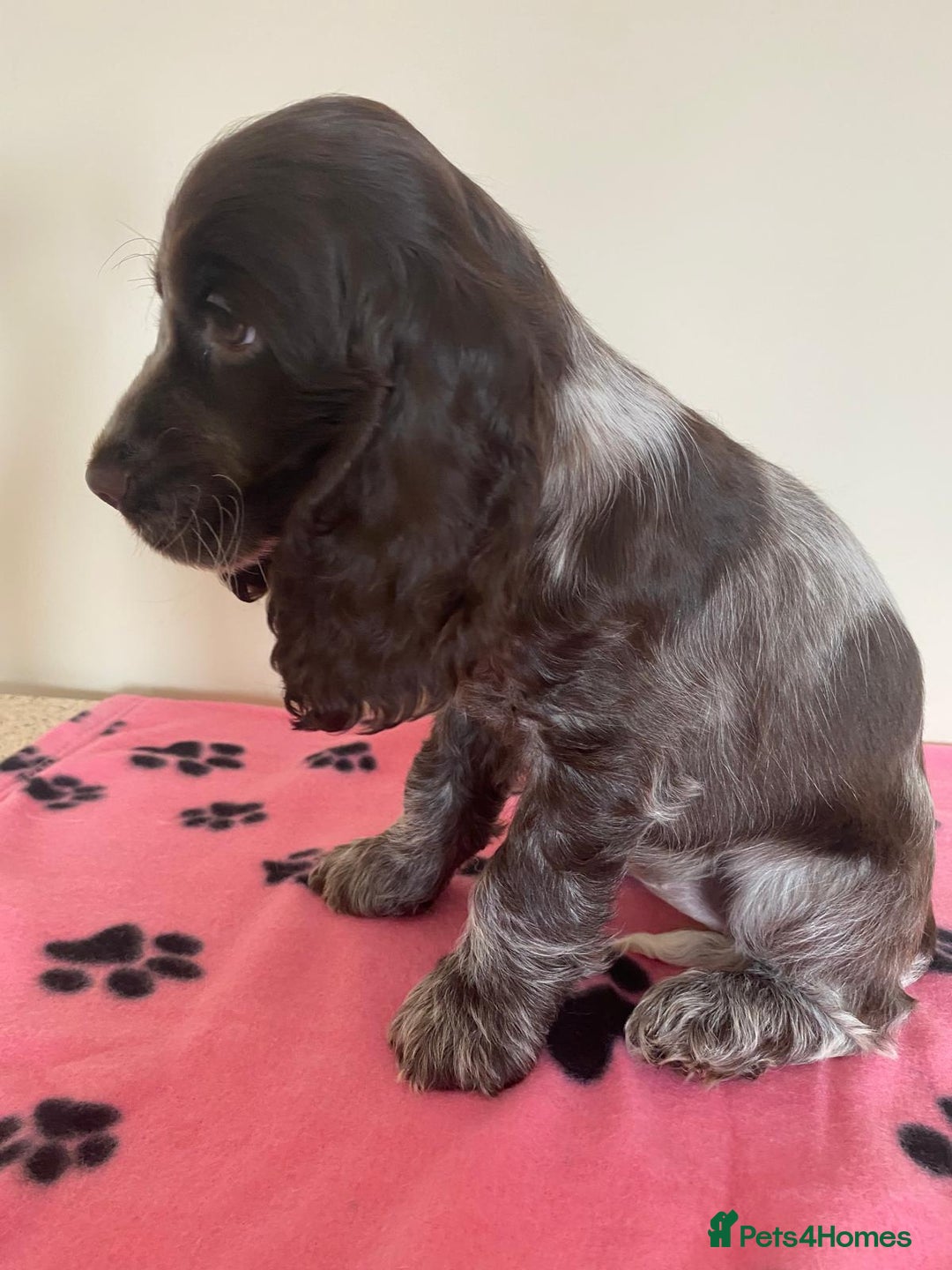 Cocker Spaniel dogs for sale:  show type spaniel puppies health tested parents  - Image 3