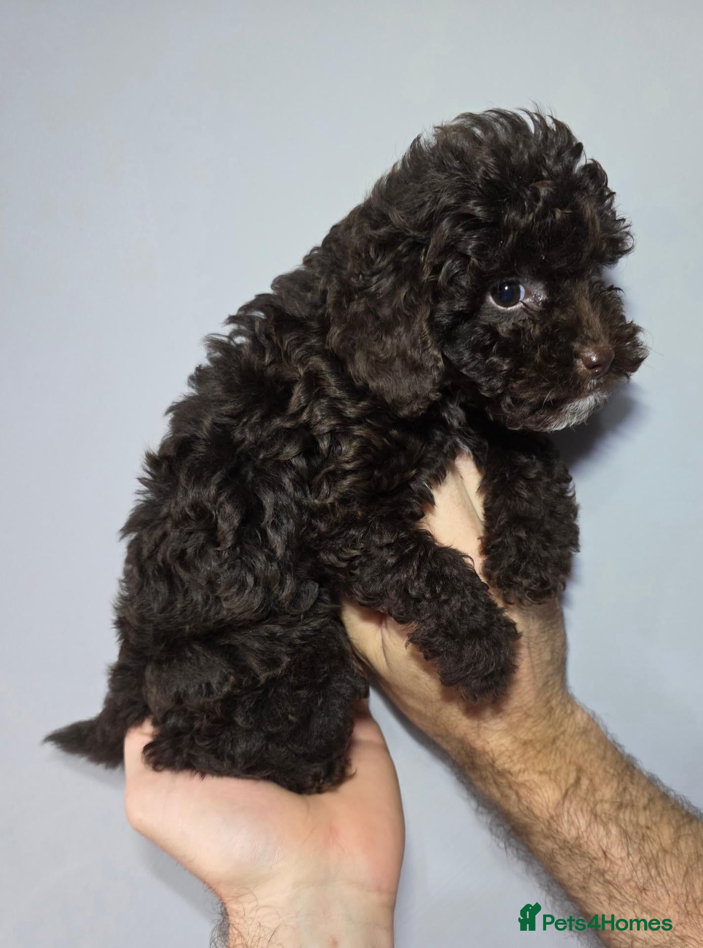 Cockapoo dogs 2 BOYS Chocolate Cockapoos. DNA HEALTH TESTED - Advert 2