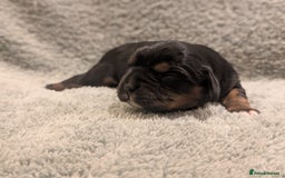 Cavalier King Charles Spaniel dogs for sale: 💖KC Registered Cavalier King Charles Spaniel Pups - Image 7