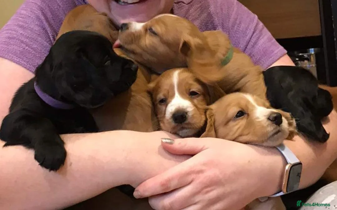 Cocker Spaniel dogs for stud: Working Cocker Spaniel For Stud - Health Tested in Kirriemuir - Advert 16