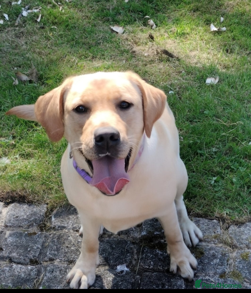 Labrador Retriever dogs  Exclusive SHOW LABRADOR RETRIEVER WHITE/YELLOW  - Advert 2