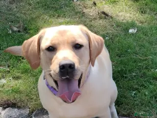 Labrador Retriever dogs Exclusive SHOW LABRADOR RETRIEVER WHITE/YELLOW - Advert 5