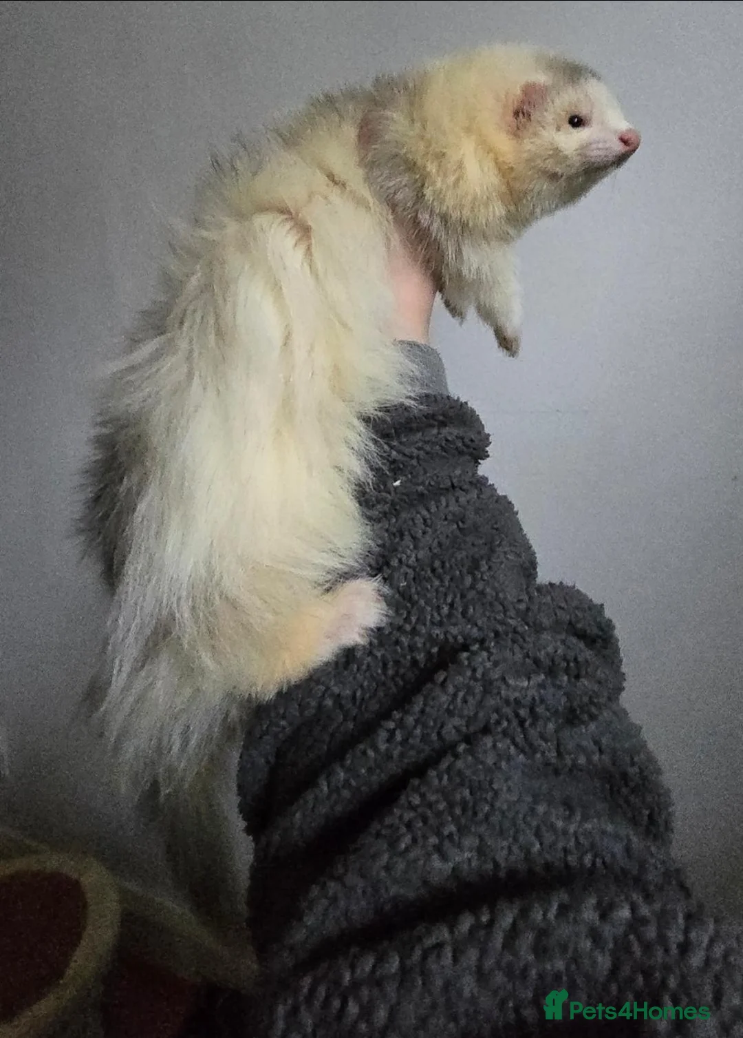Ferret rodents for sale: Angora ferrets - Advert 1