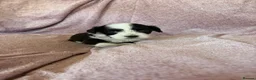 Havanese dogs for sale: Gorgeous litter of Havanese puppies. - Advert 13
