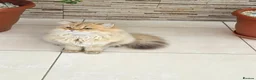 British Longhair cats for sale: Stunning British Longhair Kittens – Champion  - Advert 5
