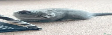 British Shorthair 7