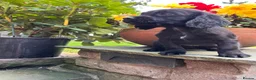 Cocker Spaniel dogs for sale: Lovely black working cocker spaniel puppy - Advert 4