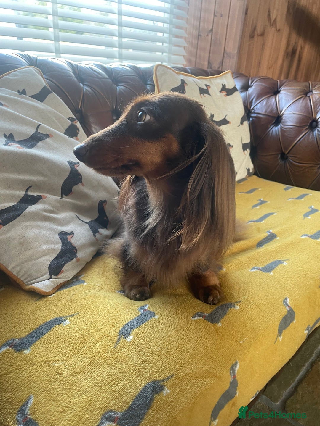 Dachshund dogs for sale: KC Long Haired Miniature Dachshund Puppies - Image 12