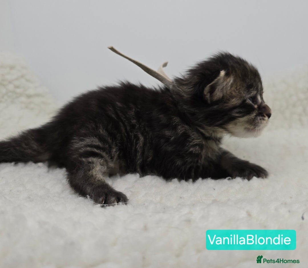 Maine Coon cats for sale: Maine Coon Kittens (Russian & Golden lines) - Advert 20