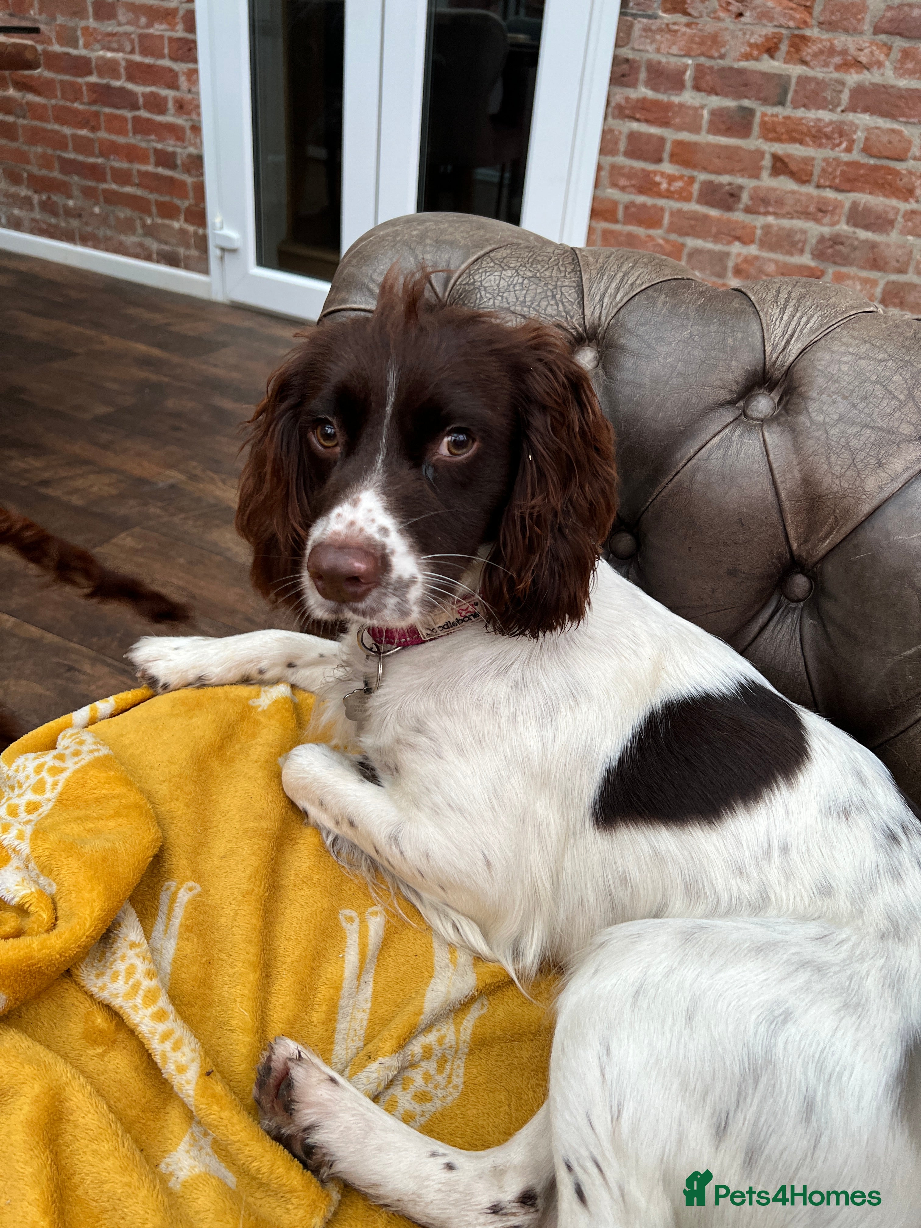 English Springer Spaniel dogs English Springer Spaniel  - Advert 1