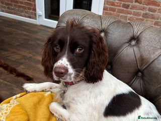 English Springer Spaniel dogs English Springer Spaniel - Advert 2