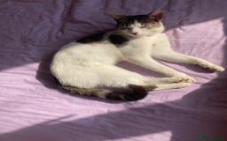 Mixed Breed cats for sale: Free - Beautiful & cuddly 18 month old female cat - Image 2