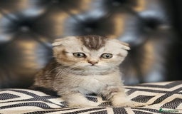 Scottish Fold cats for sale: Beautiful Scottish fold/straight kittens  - Image 9