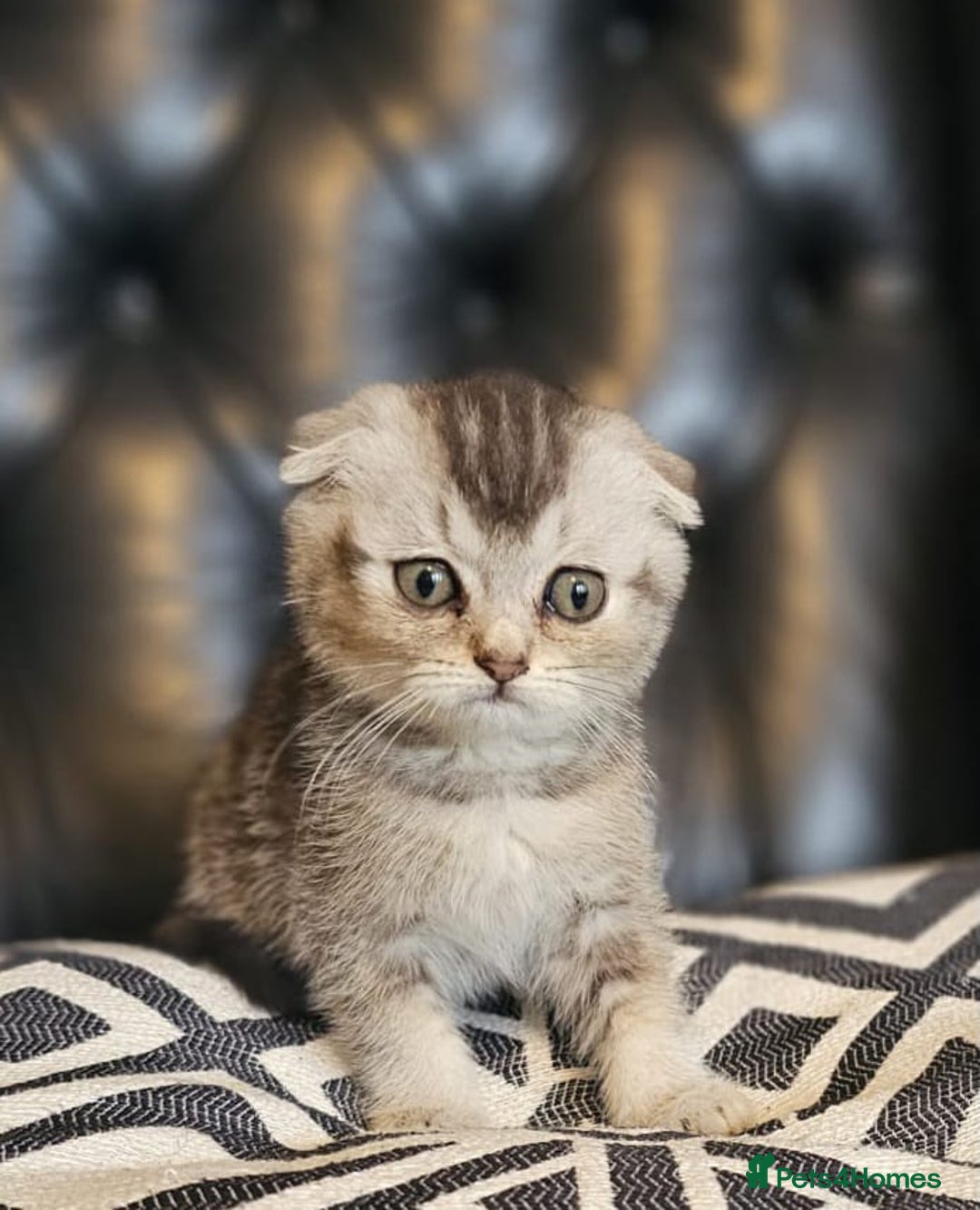 Scottish Fold cats for sale: Beautiful Scottish fold/straight kittens  - Image 9