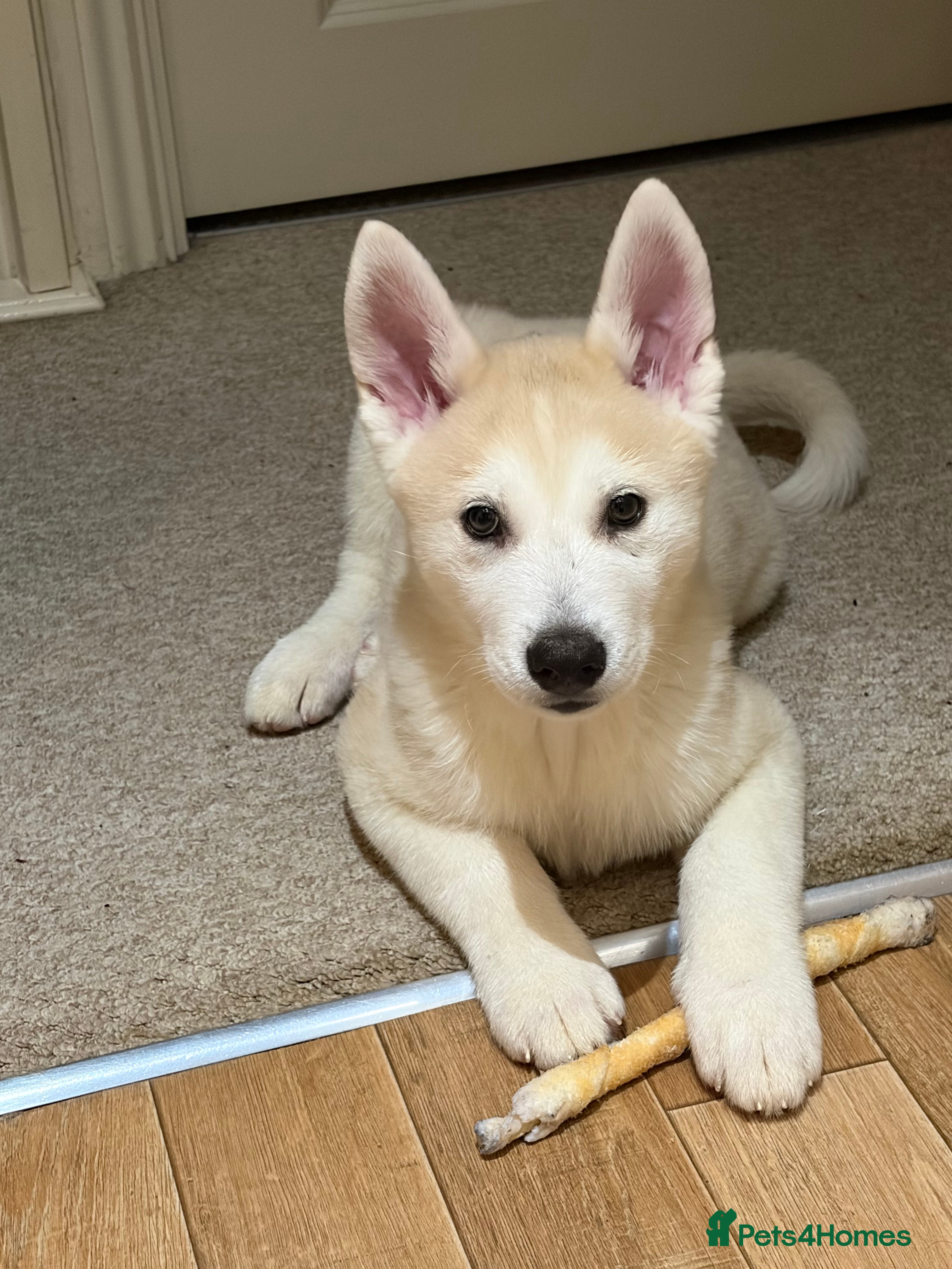 Siberian Husky dogs White male Siberian husky - Advert 10