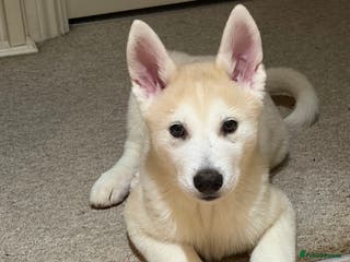 Siberian Husky dogs White male Siberian husky - Advert 10