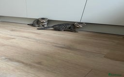 Scottish Fold cats for sale: ✨🐾 Cute Kittens Looking for Loving Homes! 🐾✨ - Image 1