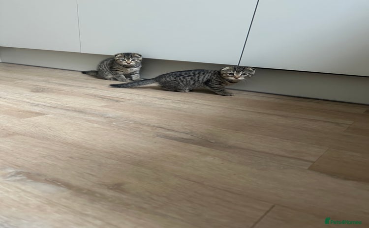 Scottish Fold cats - Advert 1