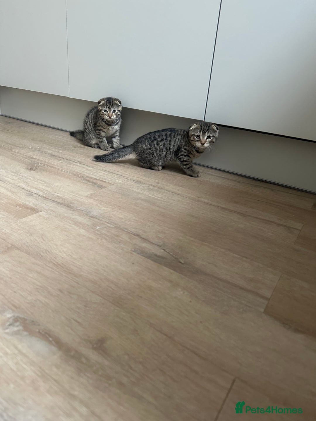 Scottish Fold cats for sale: ✨🐾 Cute Kittens Looking for Loving Homes! 🐾✨ - Image 1