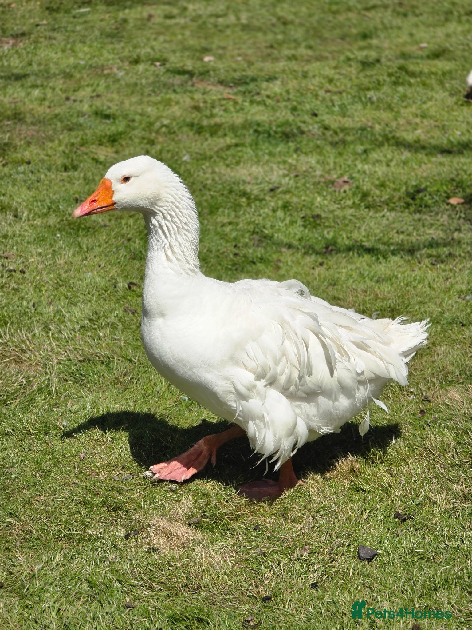 Geese poultry for sale: Male Sebastopol Gander - 3 yrs- Proven - Advert 1
