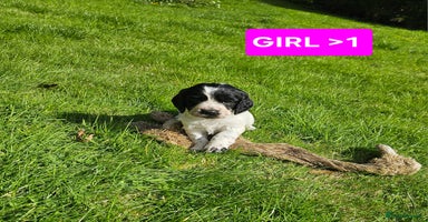 Cocker Spaniel dogs - Advert 11